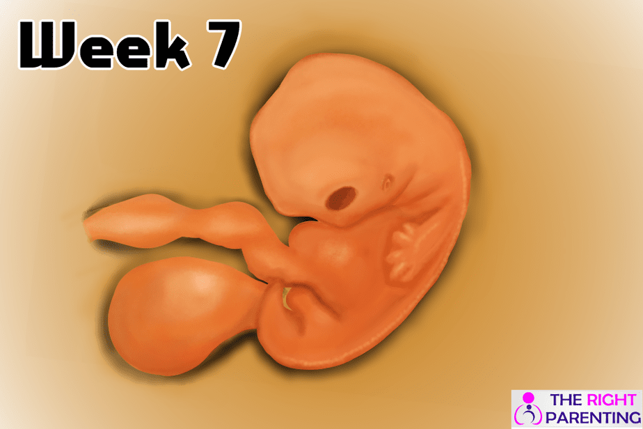 Pregnancy symptoms week 7